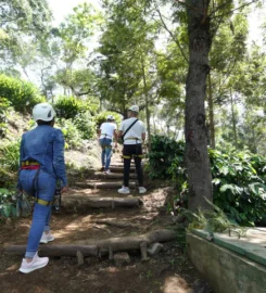 Filadelfia Canopy Tour